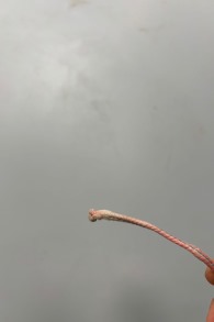 Duotone Kiteboarding-Neo SLS 2021 Kite (2nd)